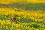 Grutto (Limosa limosa) tussen de boterbloemen, Arkemheen
